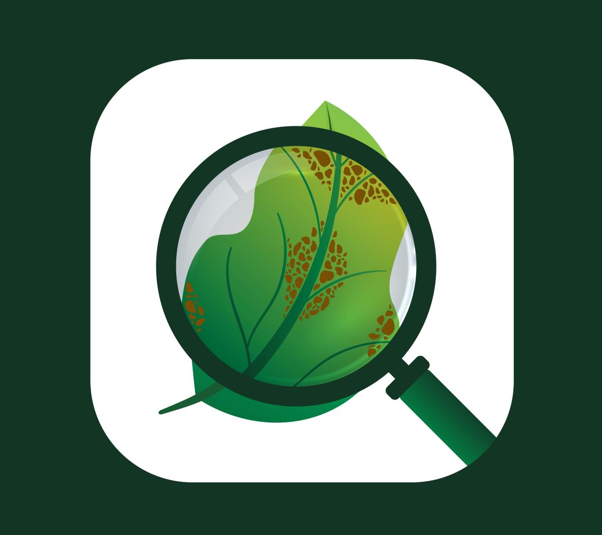 Plant disease identification